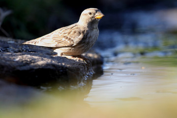 Rock sparrow. Petronia petronia