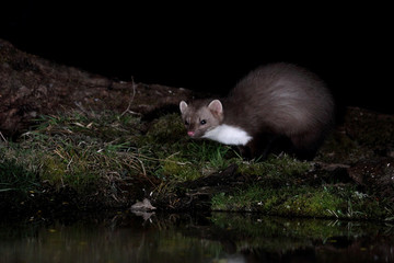 Stone marten. Martes foina