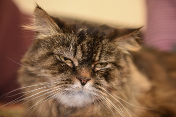 Large fluffy satisfied well-fed cat close-up