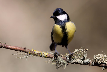 Great tit. Parus major