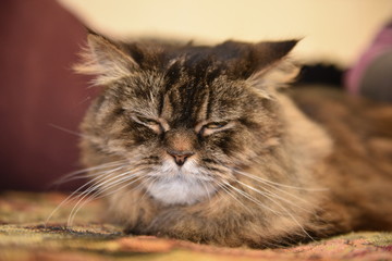 Large fluffy satisfied well-fed cat close-up