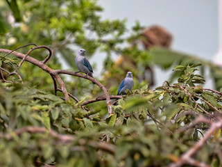 Blautangare, Tangara episcopus, sitting on the branches of a tree, Belize