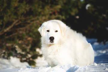 Beautiful and free maremmano abruzzese sheepdog. Close-up of big white fluffy dog is on the snow in the forest in winter