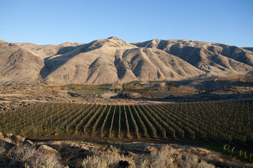 A field of grapes at a vineyard at the foot of dry mountains.