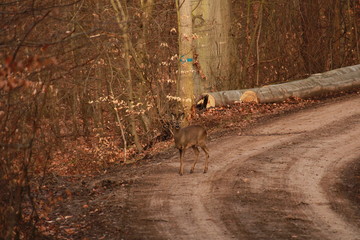 Bewohner der Natur