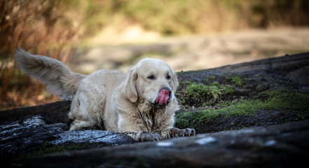 The Golden Retriever
