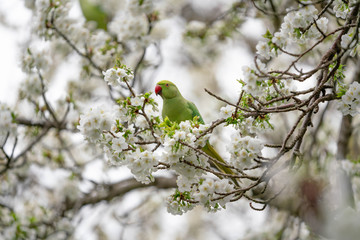 green parrot on a cherry blooming tree
