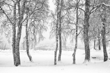 Snowfall in Trondheim, B&W
