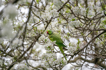green parrot on a cherry blooming tree