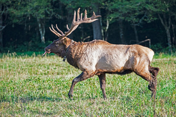 A bull Elk with large antlers during the rutting season in the Smokies.
