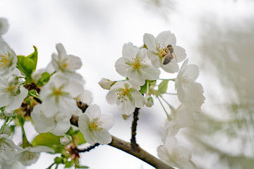 bee on a white cherry flower