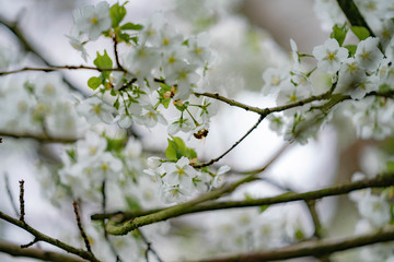 blooming cherry tree in spring