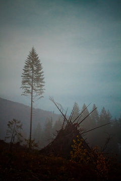 One large tree is left standing in a misty cutblock beside a large slash pile, ready to be burnt, after foresty crews clear-cut this area near Harrison Lake in British Columbia, Canada.