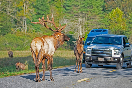 Elk walk down a road in front of cars in Cataloochee.
