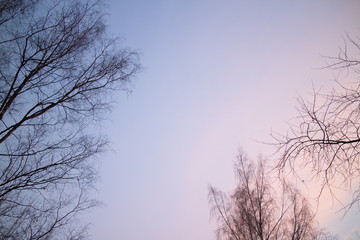 Obraz premium view of the sky through the trees at dawn