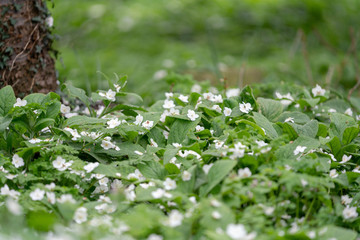 white petals on the grass