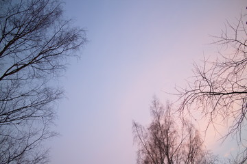 Obraz premium view of the sky through the trees at dawn