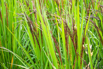 riceberry plant in green organic rice paddy field