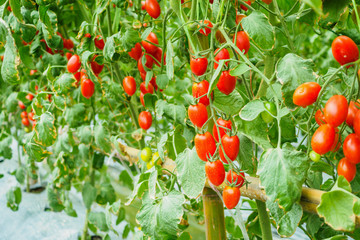 Fresh ripe red tomatoes plant growth in organic greenhouse garden ready to harvest