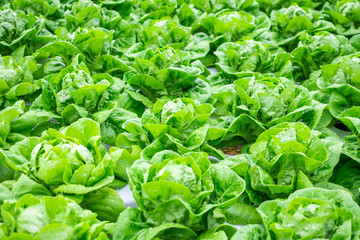 Fresh organic green leaves lettuce salad plant in hydroponics vegetables farm system