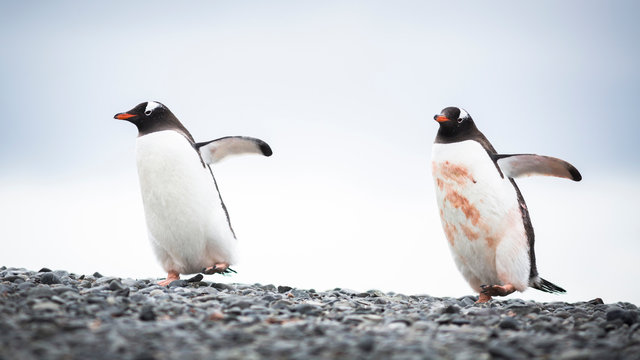 Two Gentoo Penguins, Elephant Point, Livingstone Island, South Shetland Islands, Antarctica.