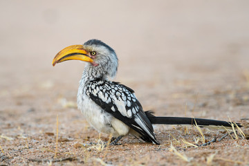 Southern Yellow-billed Hornbill - Tockus leucomelas, beautiful colorful large bird from southwest...