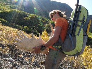Backpacker with moose antler on the 20-mile hike into the headwaters of the Sanctuary River in Denali National Park and Preserve, Alaska September 2009.  The trek begins in the small town of Cantwell and follows Windy Creek into the remote southern side of the park.  The Sanctuary River has become a popular packraft trip.