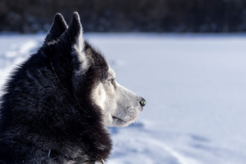 Portrait siberian husky dog on the winter background. Portrait, side view muzzle close up.