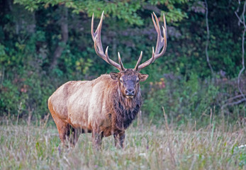 Naklejka na ściany i meble A bull Elk with large antlers during the rutting season in the Smokies.