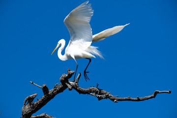 Great white egret flying into a tree and landing on it's branches against a deep blue sky