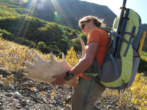 Backpacker with moose antler on the 20-mile hike into the headwaters of the Sanctuary River in Denali National Park and Preserve, Alaska September 2009.  The trek begins in the small town of Cantwell and follows Windy Creek into the remote southern side of the park.  The Sanctuary River has become a popular packraft trip.