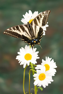 Pale Swallowtail Butterfly (Papilio eurymedon) on daisys, Nevada County, California