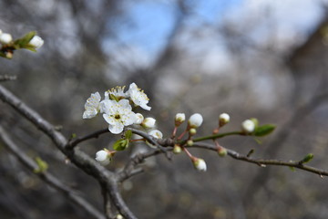 blooming cherry tree in spring