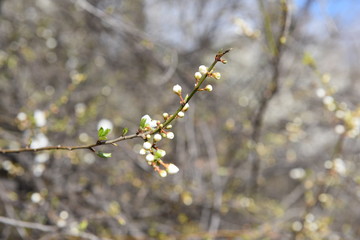 Spring flowers leaves twigs and trees