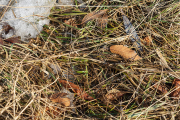 Abstract spring background of grass  under melting snow.