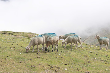 Naklejka na ściany i meble Col du Tourmalet moutons en été