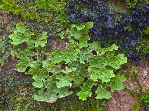 lichene del genere Lobaria su tronco di albero