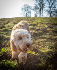 The Cockapoo