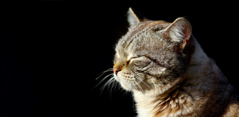 Happy cat squinting in the sun. Banner with black background. Place for text