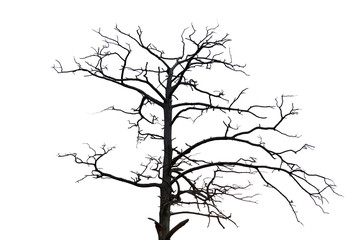 Old branchy tree isolated on white background