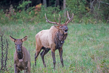 A bull Elk checks on his harem during the rutting season.