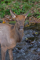 A   female Elk stands in a creek cooling off.                                                 