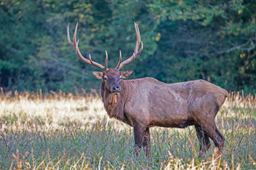 Naklejka na ściany i meble A bull Elk with large antlers during rutting season.