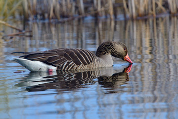 Graug&auml;nse im Fr&uuml;hjahr w&auml;hrend der Balz