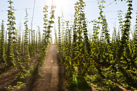 Oregon hop farm during the summer
