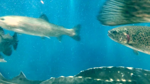 A lot of fish swims in the water. Salmon in blue water. Large aquarium, salmon close-up. School of fish.