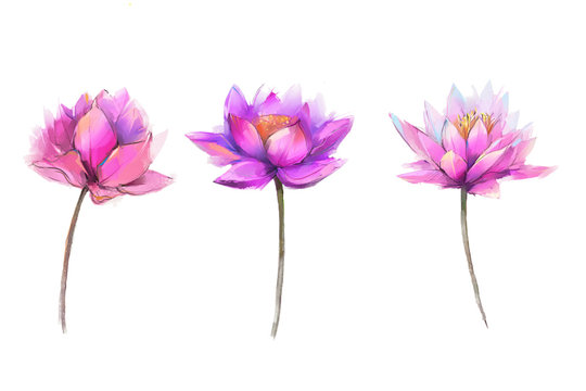 Abstract oil painting lotus flower. Illustration isolated of spring, summer flowers paint design over white background. Botanical foliage plants, floral blossom background for greeting card