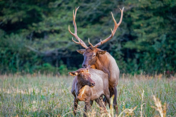 An Elk pair displaying matting behavior.