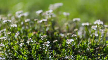 thyme flowers in the herb garden