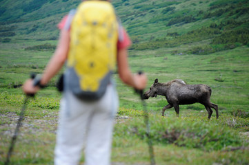 Backpacker encounters a young moose on the Williwaw Lakes Trail in Chugach State Park near Anchorage, Alaska June 2008.  The trail leads hikers five miles to the first in a series of alpine lakes nestled beneath the towering 5,000-foot Chugach Mountains.  An 18-mile loop can be made by crossing over into the North Fork Campbell Creek valley for the return to the Prospect Heights Trailhead.  At a half-million acres, Chugach State Park is the country's third largest.